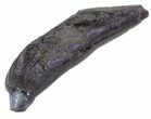 Fossil Whale Tooth - South Carolina #63569-1